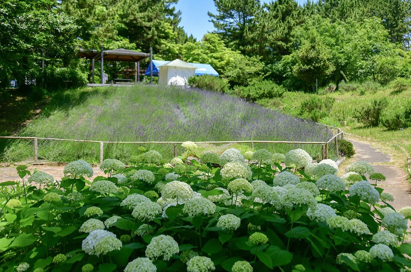 香りの谷(写真提供:国営ひたち海浜公園)