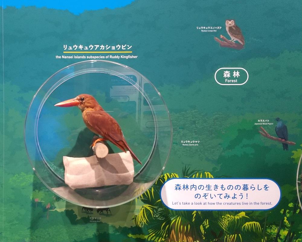 座間味島で展示してあったアカショウビン