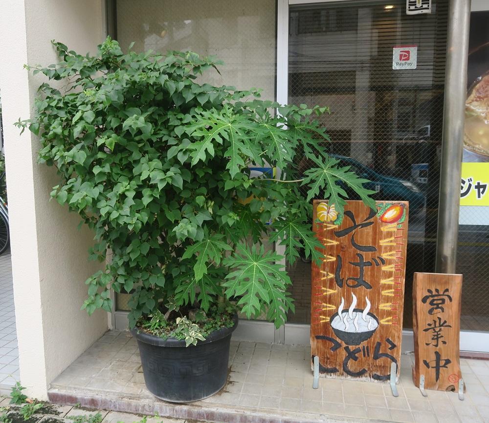 パパイヤと看板もお見逃しなく