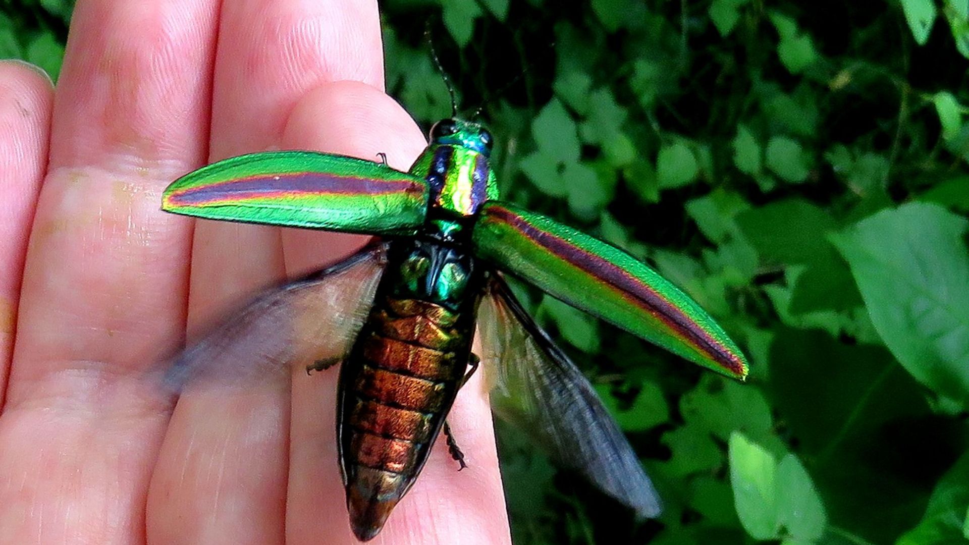 日本で一番きれいな虫その ヤマトタマムシ 天野和利 個人 Yahoo ニュース 日本で一番きれいな虫その ヤマトタマムシ 天野和利 個人 Yahoo ニュース