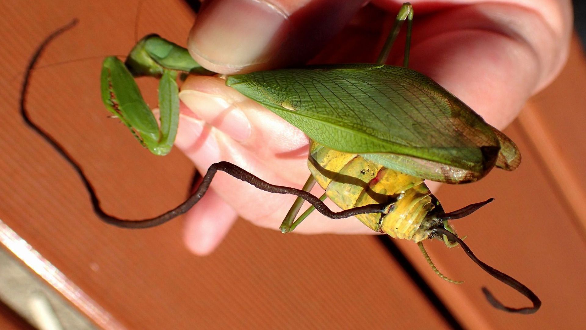 カマキリの洗脳に失敗して干からびた寄生虫ハリガネムシ 天野和利 個人 Yahoo ニュース