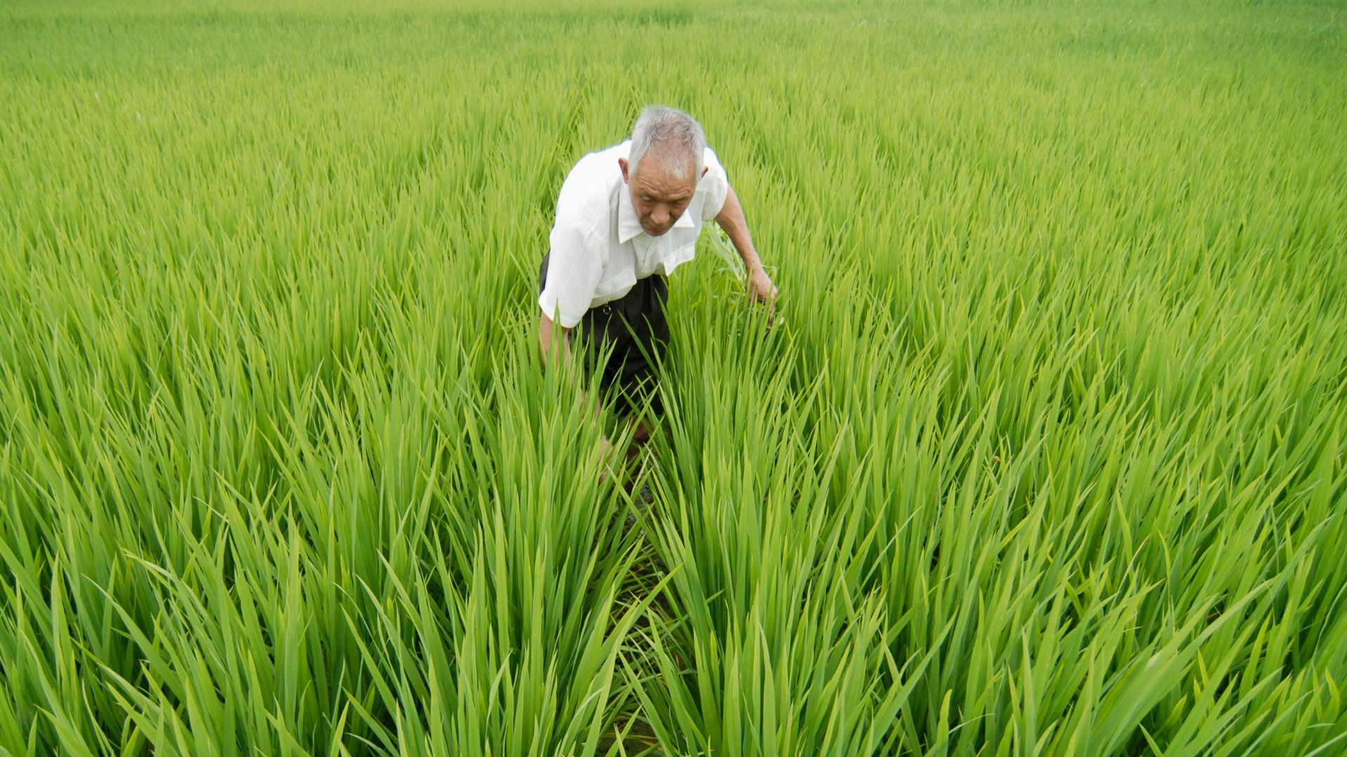 世界食糧危機の中 なぜ中国には潤沢な食糧があるのか 遠藤誉 個人 Yahoo ニュース